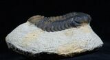 Arched / Inch Phacops Speculator Trilobite #1941-2